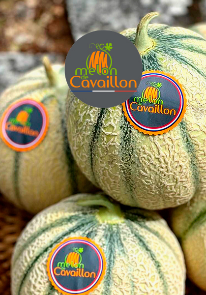 Force Sud - 2017 - Melon de Cavaillon