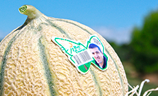 stick melon perle des champs