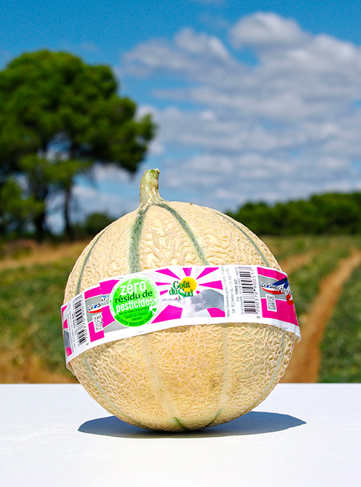  melon Zero Résidu de Pesticides